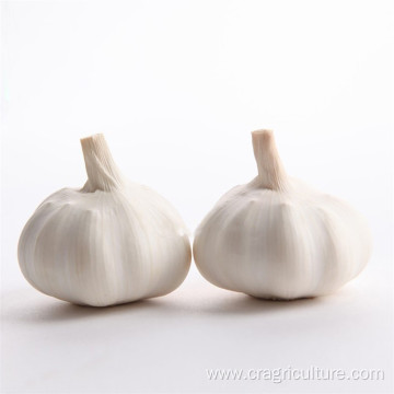 Fresh Top Class 5.5 cm White Garlic